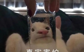 美女过生日文案沙雕搞笑，美女过生日文案沙雕搞笑句子