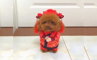 箩筐恶搞视频，箩筐恶搞视频大全